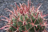 Ferocactus Townsendianus - El Jardin de Cactus, Lanzarote, Canary Islands