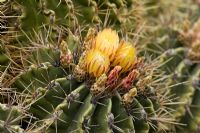 Yellow flowers of Ferocactus Echidne - El Jardin de Cactus, Lanzarote, Canary Islands