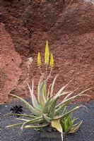 Yellow flowers of Aloe barbadensis Mill - Aloe vera, El Jardin de Cactus, Lanzarote, Canary Islands