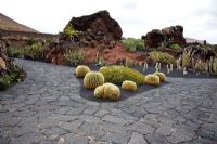 Echinocactus grusonii - El Jardin de Cactus, Lanzarote, Canary Islands