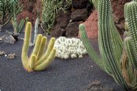 Opuntia tunicata -  El Jardin de Cactus, Lanzarote, Canary Islands