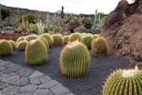 Echinocactus Platyacanthus - El Jardin de Cactus, Lanzarote, Canary Islands