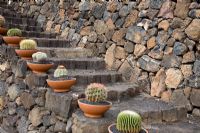 Lava stone steps, edged with clay pots planted with Cacti variety, including Ferocactus - El Jardin de Cactus, Lanzarote, Canary Islands