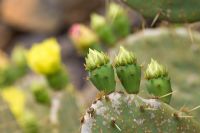 Emerging flower buds of Opuntia Engelmannii -   El Jardin de Cactus, Lanzarote, Canary Islands