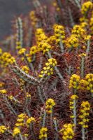 Yellow flowers of Euphorbia Aeruginosa Transvaal - El Jardin de Cactus, Lanzarote, Canary Islands
