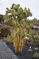 Opuntia Galapagoia - El Jardin de Cactus, Lanzarote, Canary Islands