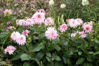 Pale pink double flowers of Dahlia 'Rosalinde' growing in a border in September