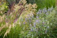 Pale blue flowers of Scutelleria incana with grass flowers heads of Stipa calamagrostis -   The Plant Specialist Nursery, Buckinghamshire
