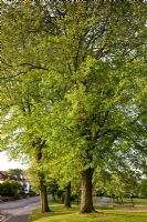 Ulmus x hollandica 'Vegeta' - Huntingdon Elm  