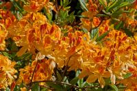 Rhododendron 'Nectarine'