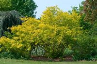Physocarpus opulifolius 'Dart's Gold' - Nine Bark 