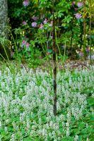 New shoot of Phyllostachys spectabilis bamboo - Tiarella cordifolia - Coolwort - Foam Flower