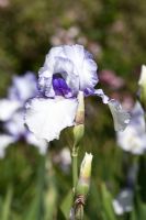 Iris 'Violet Icing' flowering in spring