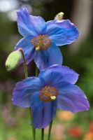 Meconopsis George Sherriff Group 'Susan's Reward' flowering in spring