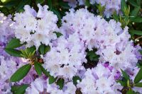 Rhododendron 'Caroline Allbrook' flowering in spring