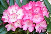 Rhododendron 'Fantastica' flowering in spring