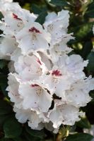 Rhododendron 'Harkwood Premiere' flowering in spring