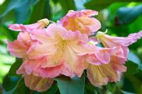 Rhododendron 'Bach Choir' flowering in spring