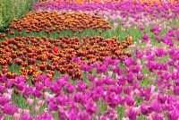 Tulip festival at RHS Harlow Carr, Yorkshire, UK - View of orange, red pink and dark pink swathes of Tulips