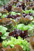Lettuce - Red and Green