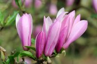 Magnolia 'Judy' - M. Liliflora Nigra x Stellata