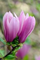 Magnolia 'Judy' - M. Liliflora Nigra x Stellata