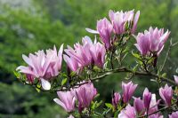 Magnolia 'Ann' - M. Liliflora Nigra x Stellata