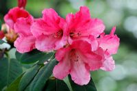 Rhododendron 'Cornish Cross'