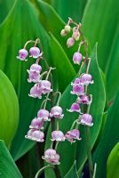 Convallaria majalis var. rosea - Lily-of-the-valley