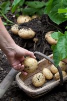 Freshly dug Potatoes 'Premier'