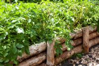 Potatoes in round timber raised beds