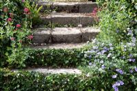 Centranthus and convolvulus stone steps with ivy