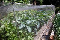 Netted brassicas