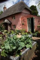 Cottage front garden with raised bed of Brassicas 