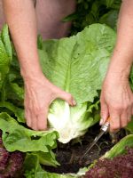 Harvesting Cos lettuce with Lollo Rossa