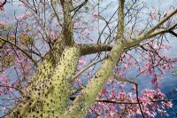 Chorisia speciosa - Kapok Tree or Silk Floss Tree
 