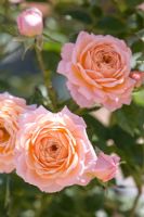 Patio Rose 'Peachy'