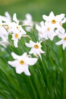 Narcissus poeticus in Spring
