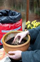 Planting Dahlia tubers - placing tuber into compost at six inches depth