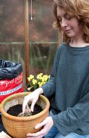 Planting Dahlia tubers - placing tuber into compost at six inches depth