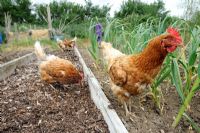 Domestic chickens, Ex battery hens free ranging on allotment beds, Norfolk, England, May