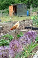 Ex battery hen free ranging on allotment beds, Norfolk, England, May