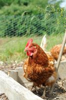Domestic Chickens Ex battery hen free ranging on allotment beds, Norfolk, England, May