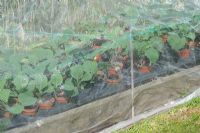 Pest protection - Brassica plants under enviromesh for protection against cabbage root fly prior to planting out, Norfolk, England, June