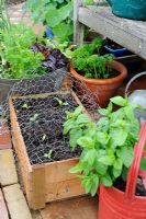 Container gardening, lettuce seedlings planted out in wooden box, covered in wire nettiing for protection against birds, Norfolk, England, May