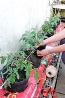 Training Tomato plants, gardener fixing string to support greenhouse tomatoes in growbags, note plants in  bottomless pots placed in growbag to increase root run, Norfolk, England, Apri
