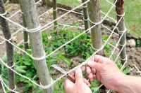 Training plants, Gardener securing string around hazel wigwam to support Sweet Pea plants, Norfolk, Engalnd, May