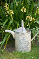 Iris foetidus with yellow watering can