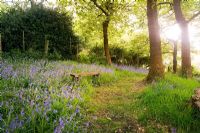Path and bench in a bluebell wood which arcs around the back of Cloud cottage creating a circular walk around the whole garden