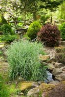 variegated grass growing in the stream that feeds the pond of the Japanese garden at cloud cottage